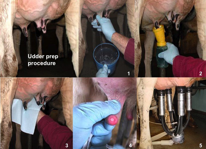 6 pictures showing udder prep and milking unit attached to udder.