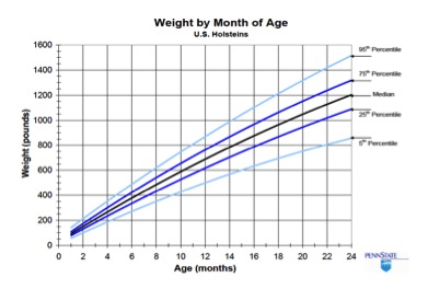 Weight by month of age for Holstein heifers showing median and 5th, 96th, 25th, and 75th percentiles. Weight increases linearly with age.