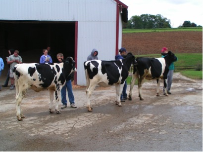 Heifers lined up nose to tail