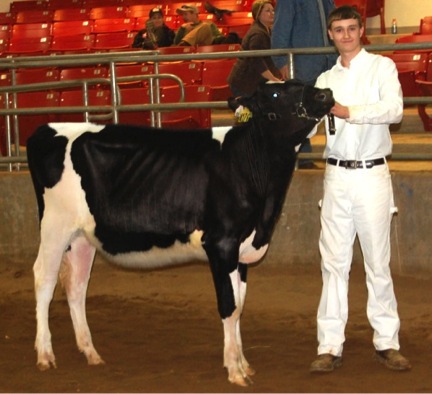 Figure 11. A heifer setup properly (photo from the judge's
perspective). This includes the front feet being placed
squarely with the rear leg closest to the judge placed back.