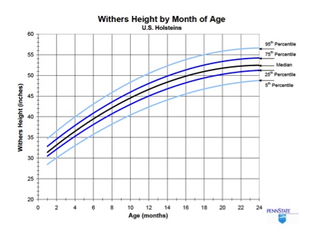 Wither height by month of age for Holstein heifers showing median and 5th, 96th, 25th, and 75th percentiles. Wither height increases roughly linearly until about 16 months when it levels off and increases more slowly