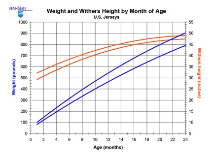 Heifer weight and wither height by months of age for Jersey heifers. Weight increases linearly and height increases in a curve, increasing more quickly at first then slowing