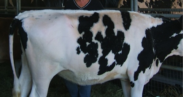 Figure 4. This animal has had a full body clip with topline
and belly hair left on. No further fitting of the topline or belly
hair has been completed.