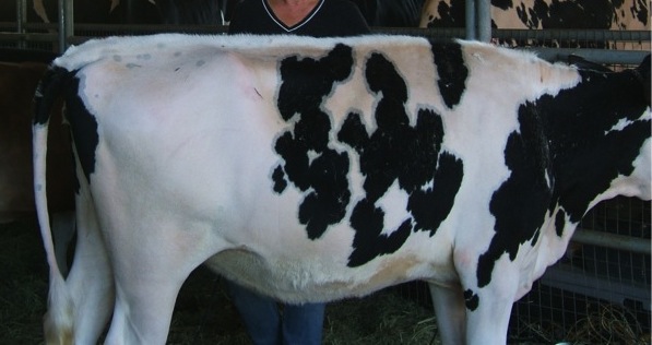 Cow that has been clipped except for the topline