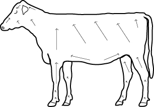 Illustration of a cow showing directions for clipping hair. Arrows generally point upwards.