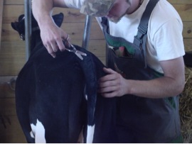 Person using topline scissors to trim a cow's topline