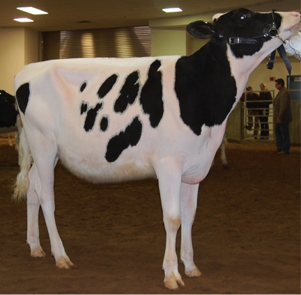 Cow with a well-blended topline