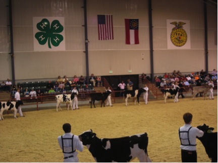 Showmen and cows in a ring