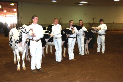 Heifers lined up side by side and equally spaced.