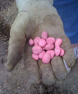 Person holding fungicide-treated seed which is bright pink in color