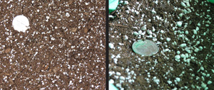 Seed-starting media and growing media. Both are soil with white pellets interspersed in it. The seed-starting media has smaller white pellets.