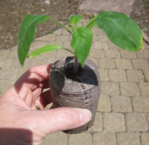 Person holding a plant growing in a peat pellet