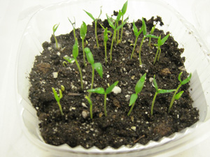 Seeds germinating in seed bed
