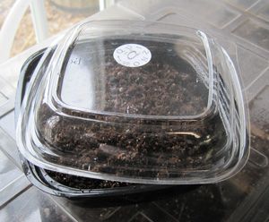 container filled with soil