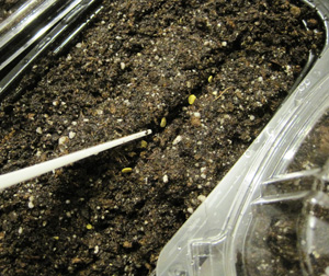 Sowing seeds in container