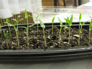 seedlings growing in container