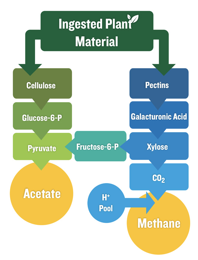 Flowchart of the primary methane-producing pathway in ruminants like cows. Ingested plant material can either be processed through cellulose, glucose-6-P, and pyruvate to form acetate, or through pectins, galacturonic acid, and xylose. The xylose can either be processed through fructose-6-P and pyruvate to acetate, or to carbon dioxide into methane using the hydrogen ion pool.