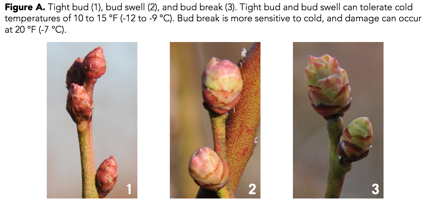 Figure A. Tight bud (1), bud swell (2), and bud break (3). Tight bud and bud swell can tolerate cold temperatures of 10 to 15 degrees F (-12 to 9 degrees C). Bud break is more sensitive to cold, and damage can occur at 20 degrees F (-7 degrees C).