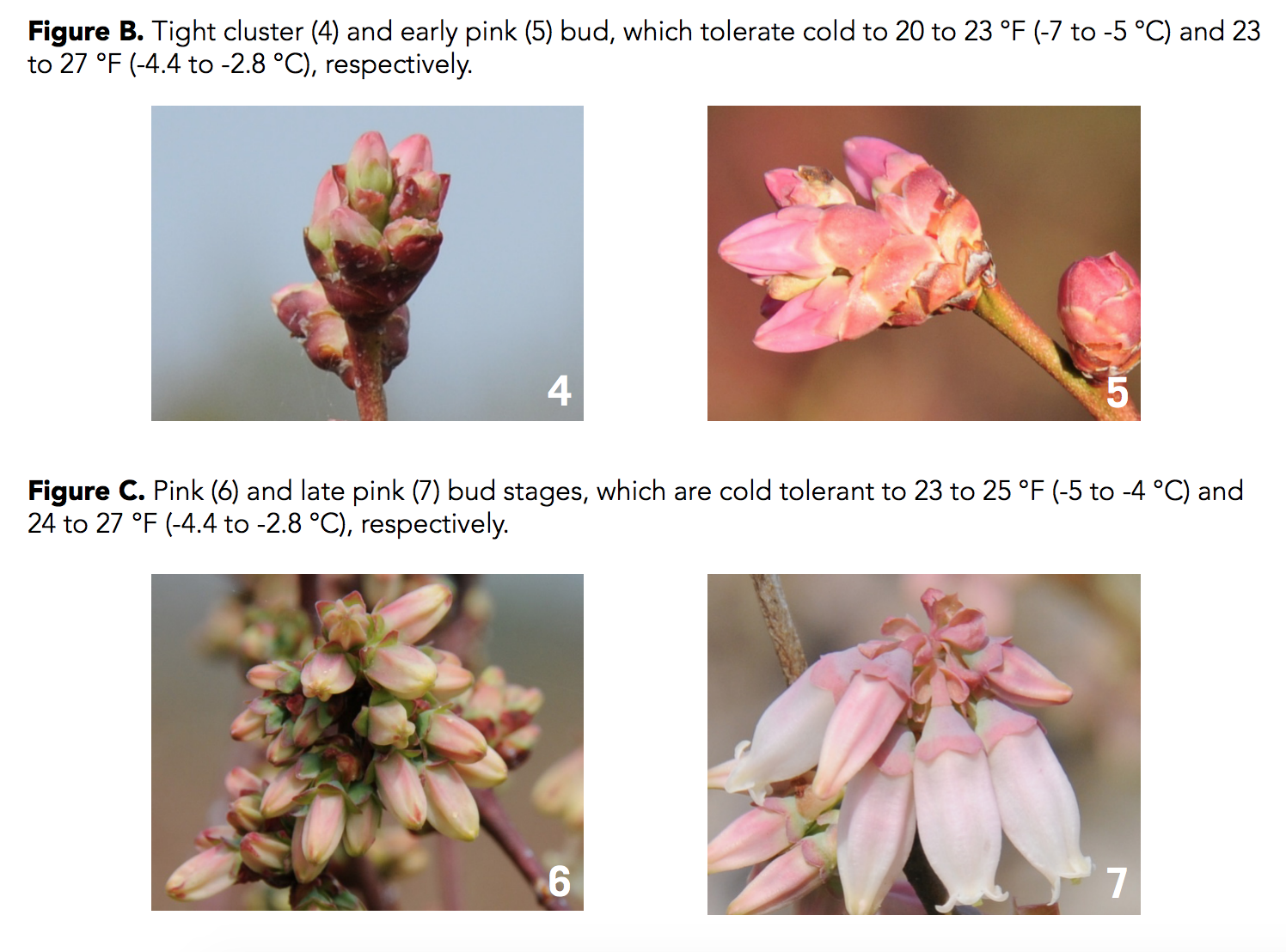 Figure B. Tight cluster (4) and early pink (5) bud, which tolerate cold to 20 to 23 degrees F (-7 to -5 degrees C) and 23 to 27 degrees F (-4.4 to -2.8 degrees C), respectively. Figure C. Pink (6) and late pink (7), which are cold tolerant to 23 to 25 degrees F (-5 to -4 degrees C) and 24 to 27 degrees F (-4.4 to -2.8 degrees C), respectively.