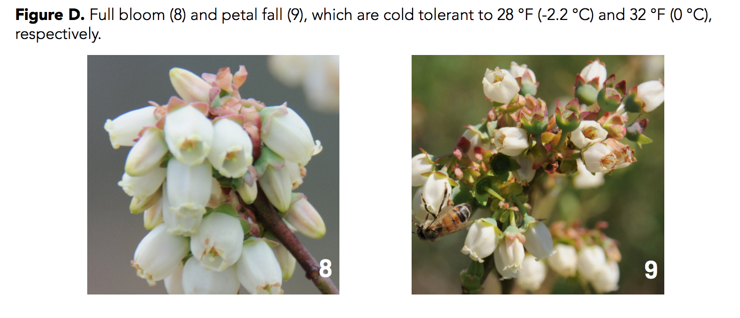 Figure D. Full bloom (8) and petal fall (9) which are cold tolerant to 28 degrees F (-2.2 degrees C) and 32 degrees F (0 degrees C), respectively.