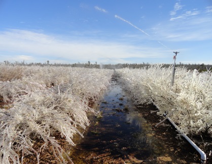 Blueberry planting with overhead irrigation