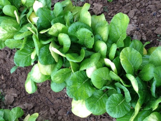 Frost damaged mustard plant