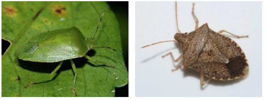 Two pictures of stink bugs. The first is a green stink bug and the second is a brown stink bug. Both are shield-shaped bugs.
