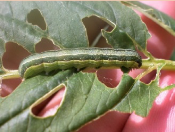 A beet armyworm, a green caterpillar with lighter green stripes along the side, on a pigweed leaf.