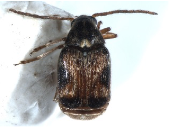 Cowpea weevil, a small brown beetle.