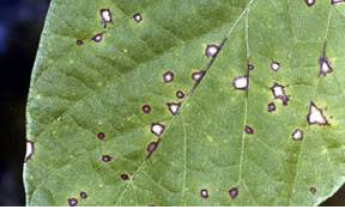 Cowpea leaf with small white spots on it.