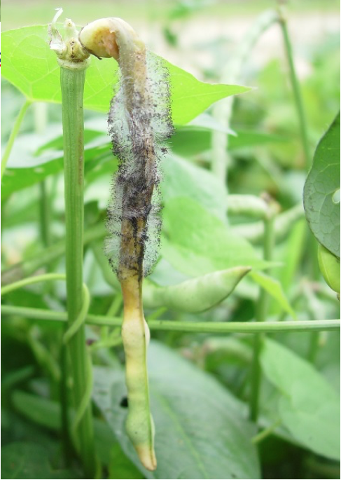 Cowpea pod affected with rot.