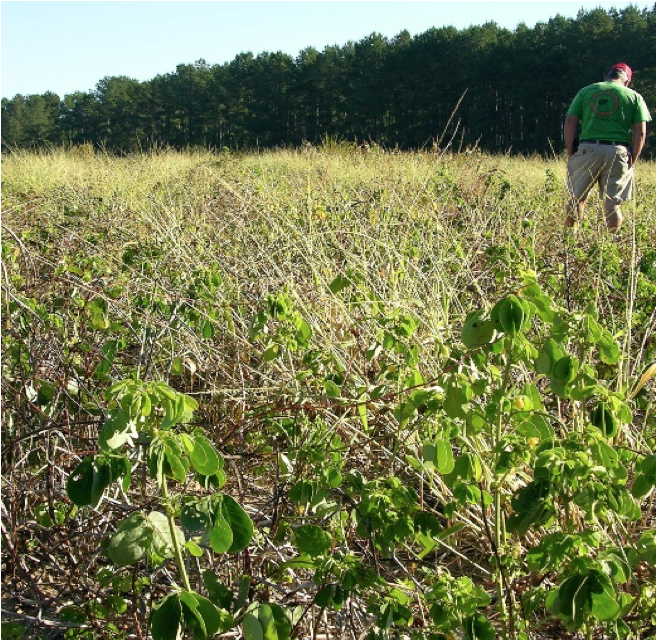 Person standing in a field overgrown with sicklepod