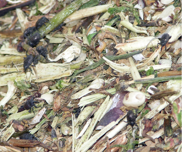 Cowpea curculios, small black weevils, in a pile of wood and vegetation scraps.