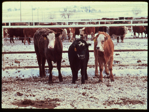 Three feeder calves of various colors and sizes.