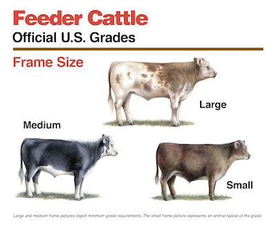 Illustration of large, medium, and small feeder cattle.