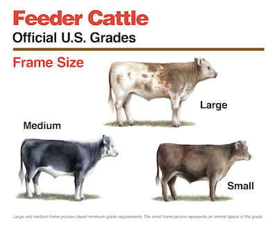 USDA Beef Grades Explained