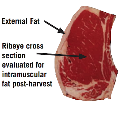 Ribeye cross section evaluated for intramuscular fat post-harvest, with the external fat strip marked.
