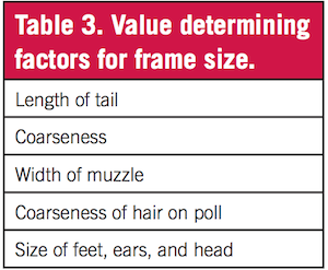 Value determining factors for frame size: length of tail, coarseness, width of muzzle, coarseness of hair on poll, and size of feet, ears, and head.