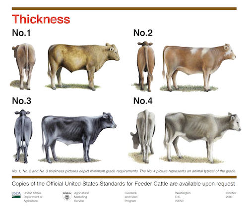 USDA feeder cattle muscling scores, showing numbers 1 through 4 of cattle thickness from the rear and side.