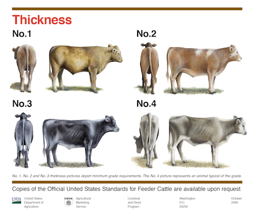 Feeder Calf Grading Fundamentals Uga Cooperative Extension