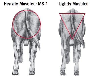 Heavily muscled: MS 1 and lightly muscled cattle viewed from the rear. The heavily muscled rear is marked with a circle and the lightly muscled one is marked with a triangle.