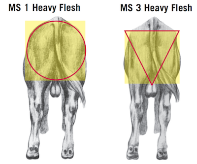 MS 1 heavy flesh and MS 3 heavy flesh cattle viewed from the rear. The MS 1 is marked with a circle and the MS 3 is marked with a triangle.