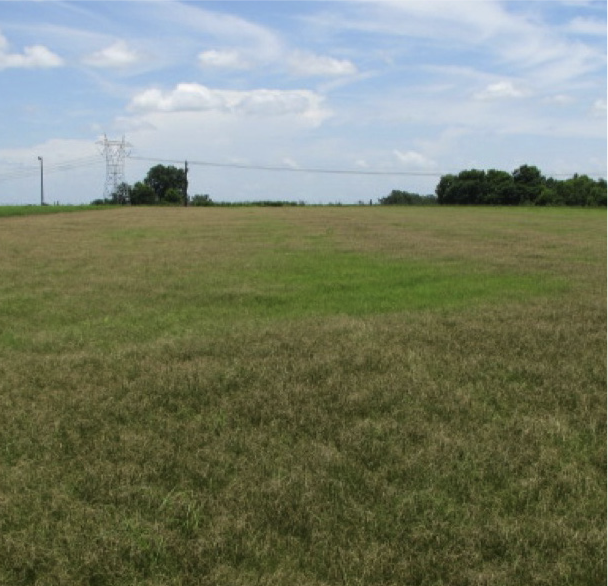 Field of bermudagrass with bronzing