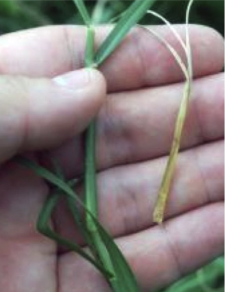 Damaged bermudagrass leaves