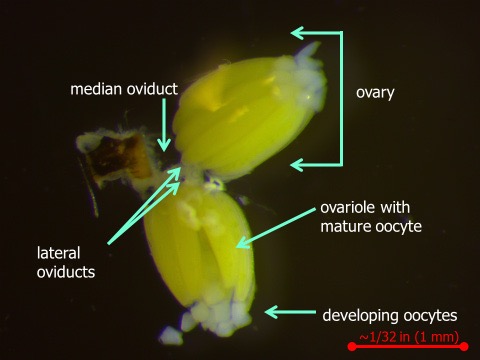 Reproductive tract of female bermudagrass stem maggot fly shoing oviducts, ovaries, and oocytes