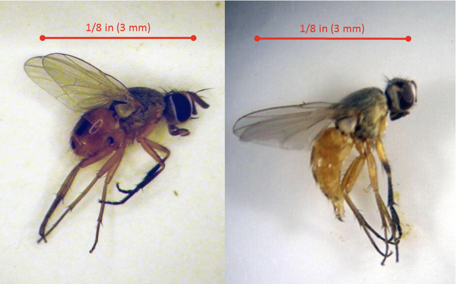 Adult male and female bermudagrass stem maggot flies with scale bar showing their length of around 3 mm