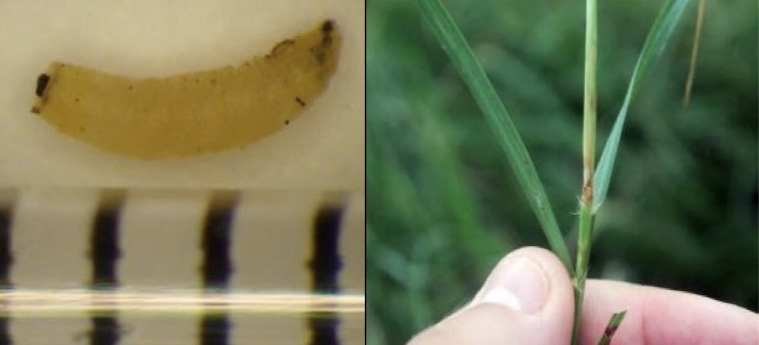 Larvae of the bermudagrass stem maggot 