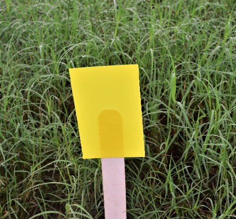 sticky trap in a grass field