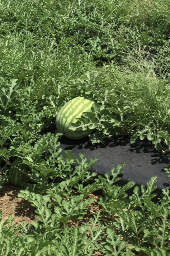 Watermelon plant wit mature fruit grown in black plastic mulch