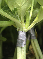 Watermelon grafted onto Cucurbita rootstock.